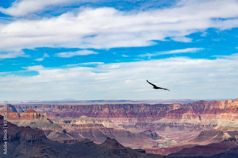 The South Rim, panoramic view of the Grand Canyon with condor in flight