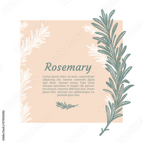 Sprig of rosemary. Design template. Vector illustration. Retro style.