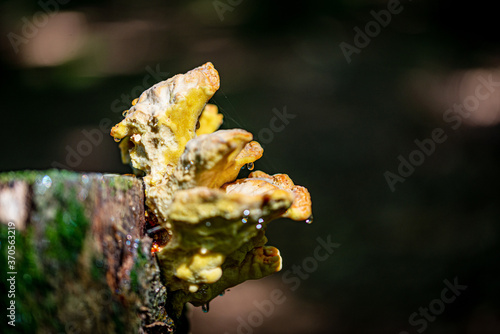 Champignons en forêt 