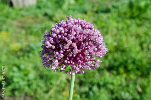 onion flower on a green background.