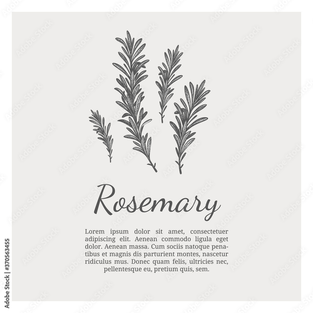 Sprig of rosemary. Design template. Vector illustration. Retro style. Sprig of rosemary. Design template. Vector illustration. Retro style.