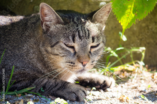 cat