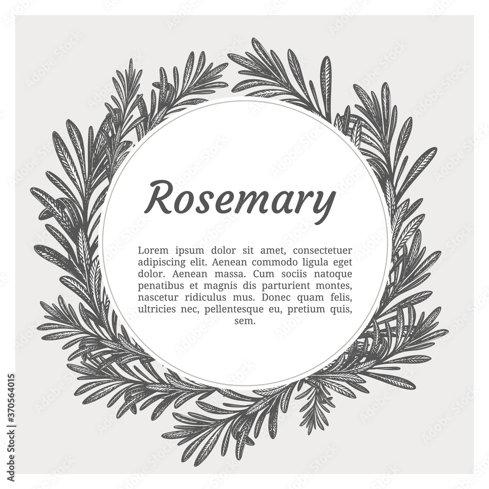 Sprig of rosemary. Design template. Vector illustration. Retro style. Sprig of rosemary. Design template. Vector illustration. Retro style.
