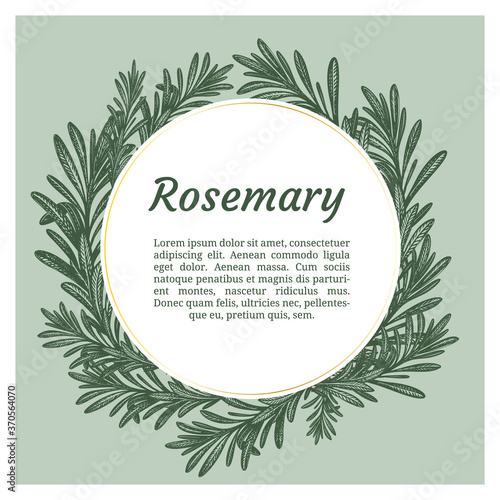 Sprig of rosemary. Design template. Vector illustration. Retro style.