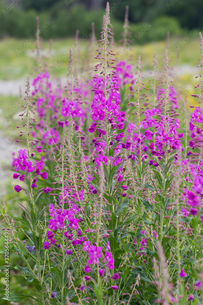 Naklejka premium Bushes of willowherb on geen field in the summertime