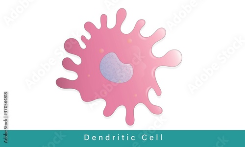 Dendritic cell human immune system involved in phagocytosis