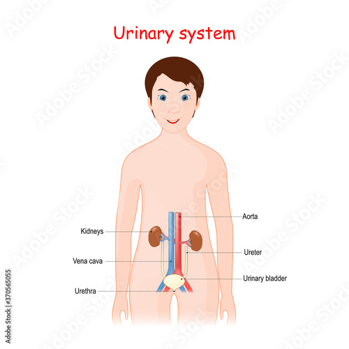 Human Urinary system for kids.