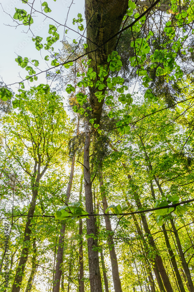 Worm’s-eye View of trees in the woods Worm’s-eye View of trees in the woods