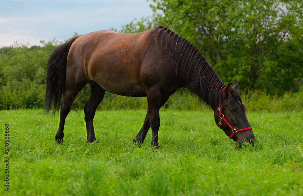 The hungry horse with the red halter and its plaited mane is eating the grass on the pasture.