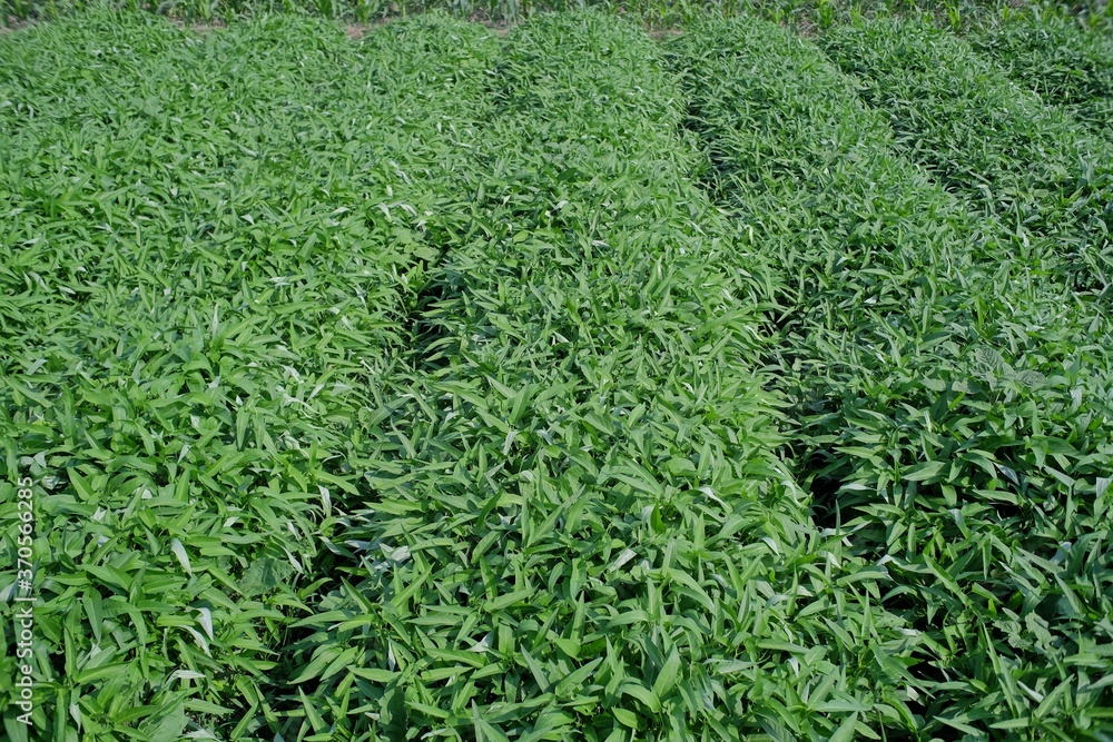Cultivation of swamp cabbage or Ipomea reptans Poir, a type of vegetable that is widely distributed in Asia and is consumed for daily intake. Cultivation of swamp cabbage or Ipomea reptans Poir, a type of vegetable that is widely distributed in Asia and is consumed for daily intake.
