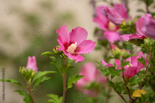 Spätsommerblüher Hibiskus in pink / Hibiscus syriacus / Garteneibisch Woodbridge