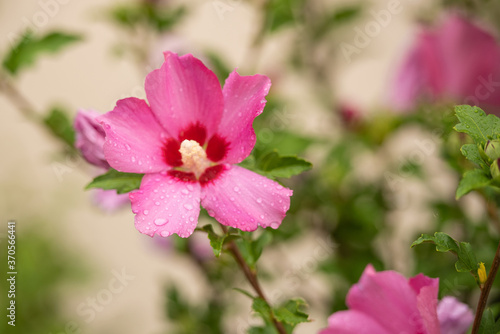 Spätsommerblüher Hibiskus in pink / Hibiscus syriacus / Garteneibisch Woodbridge