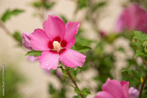 Sp  tsommerbl  her Hibiskus in pink   Hibiscus syriacus   Garteneibisch Woodbridge