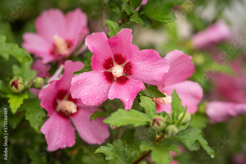 Spätsommerblüher Hibiskus in pink / Hibiscus syriacus / Garteneibisch Woodbridge