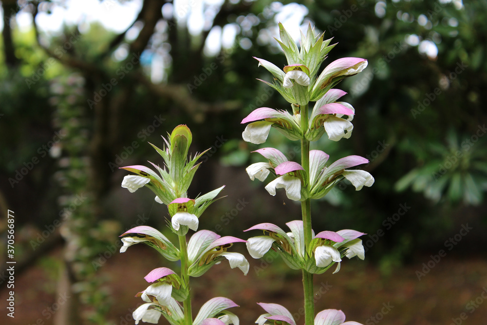 Obraz premium Acanthus mollis, commonly known as bear's breeches,sea dock,bear's foot plant, sea holly or oyster plant