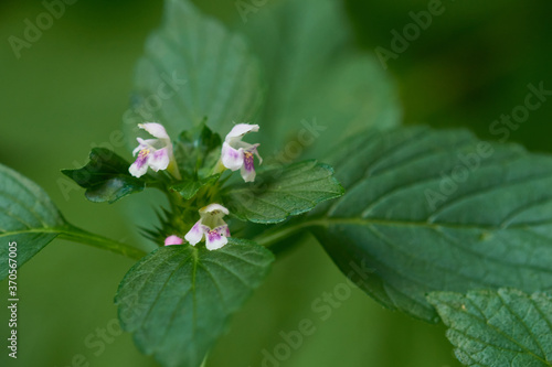 Gemeiner Hohlzahn (Galeopsis tetrahit) photo