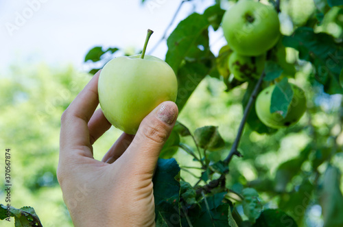 Gardener hand picking green apple. hand reaches for the apples on the tree