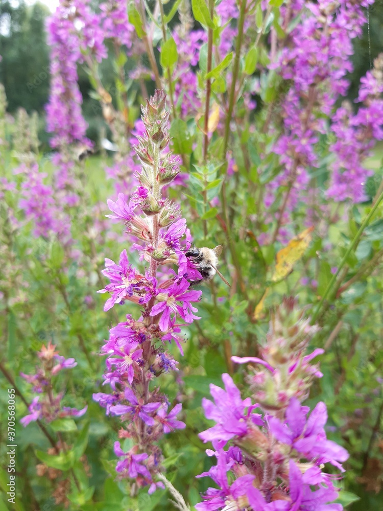 Bee in purple flowers in the garden Bee in purple flowers in the garden