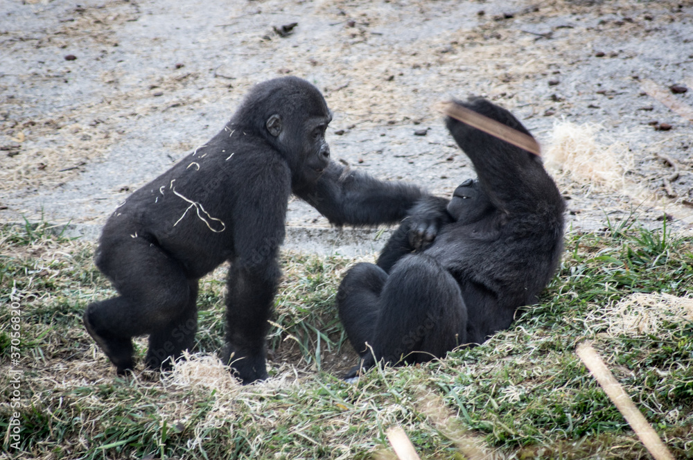 Obraz premium Crias de gorilla jugando.
