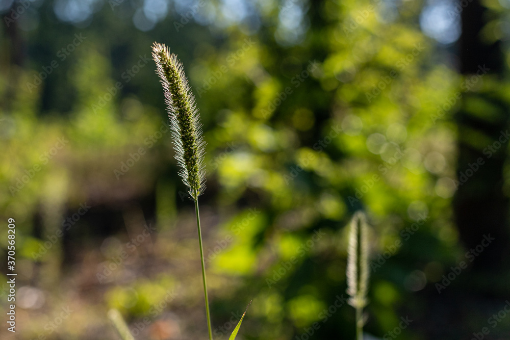 Flowering grasses.