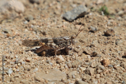 Desert grasshopper, also known as the Trimerotropis Pallidipennis.