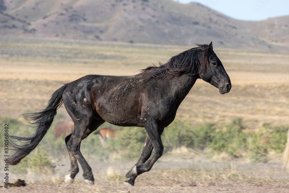 Obraz premium Majestic Wild Horse Stallion w stanie Utah