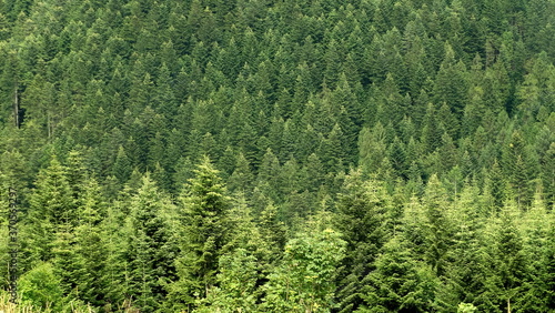 Green dense coniferous forest - old trees spruce, fir, pine. 