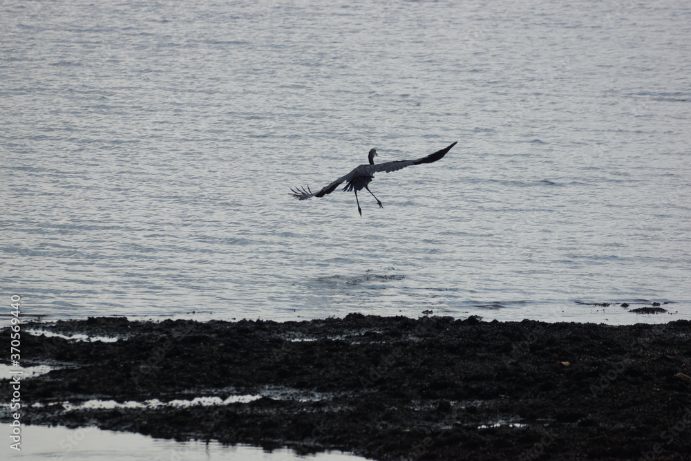 Naklejka premium Black Heron landing on its prey