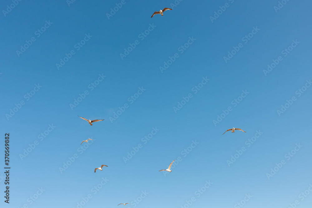 Fototapeta premium A flock of seagulls flying