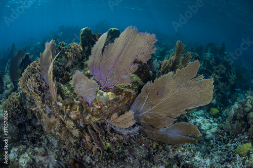 Sea fans grow on a shallow coral reef on Turneffe Atoll in Belize. The reefs of this region are part of the Mesoamerican Barrier Reef, the second largest reef system on Earth.