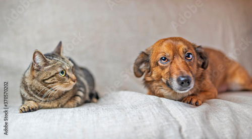 Gray cat and ginger dog lie on a gray background. Photographed close-up.