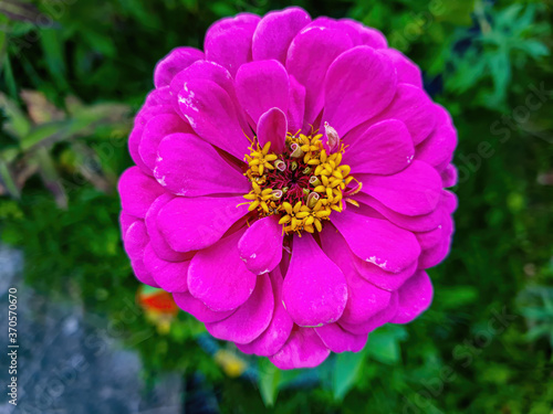 pink dahlia flower in garden