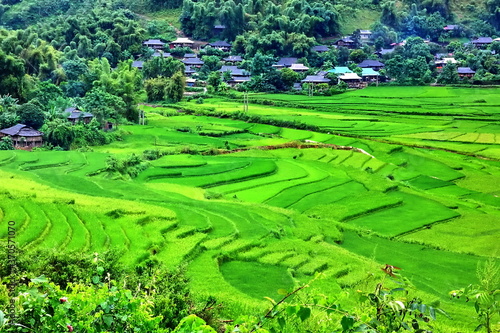 Mu Cang CHAI rice fields ,rice terrace in rainy season after rain . nature green area best environment SAPA VIETNAM .