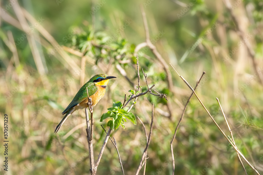 A little bee-eater, Merops pusillus, on a branch in the Masai Mara. A little bee-eater, Merops pusillus, on a branch in the Masai Mara.