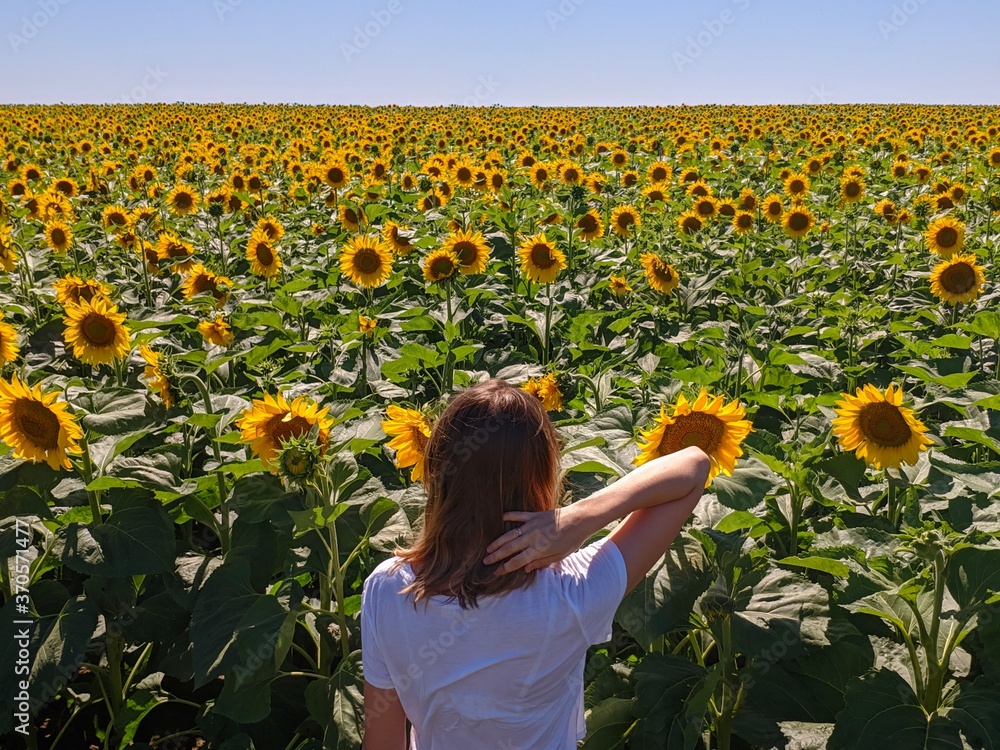 girl in a field of sunflowers girl in a field of sunflowers