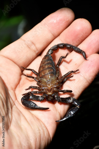 A large black scorpion was injured and lay in the vet's hand on a blurred background. 