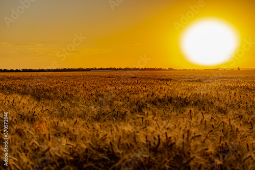 Beautiful evening sunset over a field of Golden ears of wheat and barley. Yellow is the rich color of the Sunny sky and wide spacious meadows with crops
