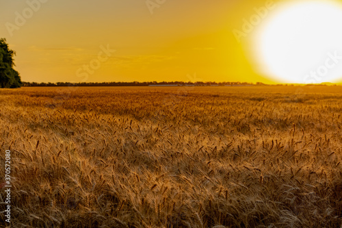Beautiful evening sunset over a field of Golden ears of wheat and barley. Yellow is the rich color of the Sunny sky and wide spacious meadows with crops