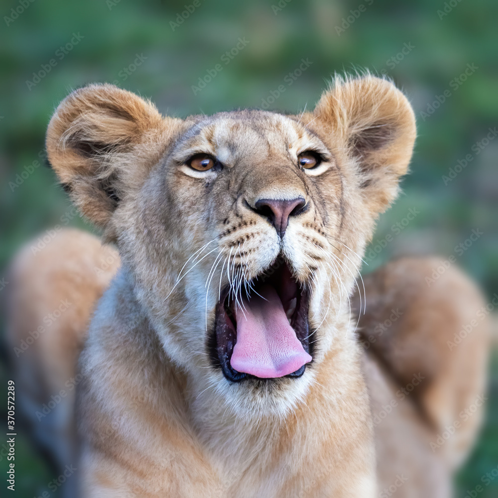 Lion cub, panthera leo, yawns and shows his teeth, Masai Mara, Kenya. Closeup front view with green grass background. Lion cub, panthera leo, yawns and shows his teeth, Masai Mara, Kenya. Closeup front view with green grass background.