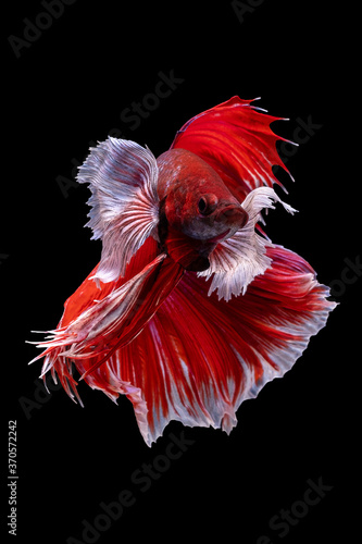Beautiful moving moment of red white Half Moon (elephant ear). Betta Splendens or Siamese Fighting Fish isolated on black background. Very popular fish in Thailand. Closed up macro shot..