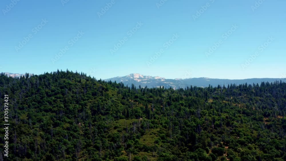 A rising aerial drone shot of a beautiful pine tree forest near Yosemite on a warm summer day in California A rising aerial drone shot of a beautiful pine tree forest near Yosemite on a warm summer day in California