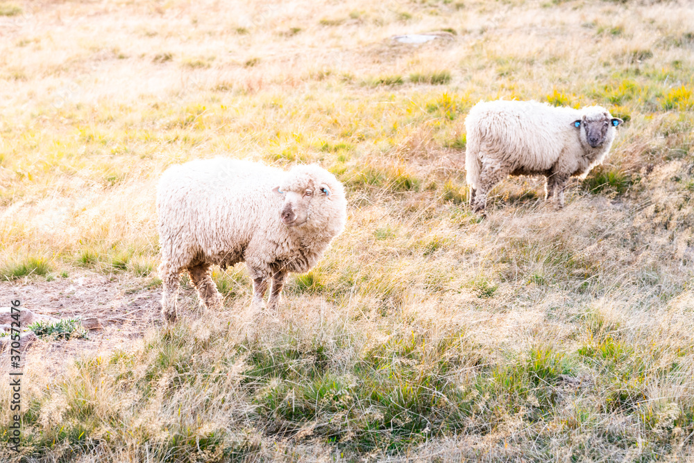 Naklejka premium Two sheeps on a pasture. Mountain agricultural farming