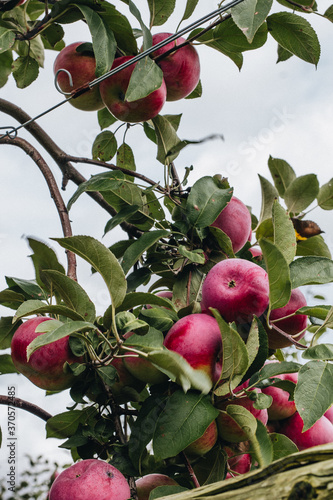 Red apples on an apple tree