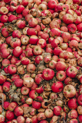 Apples in a compost pile