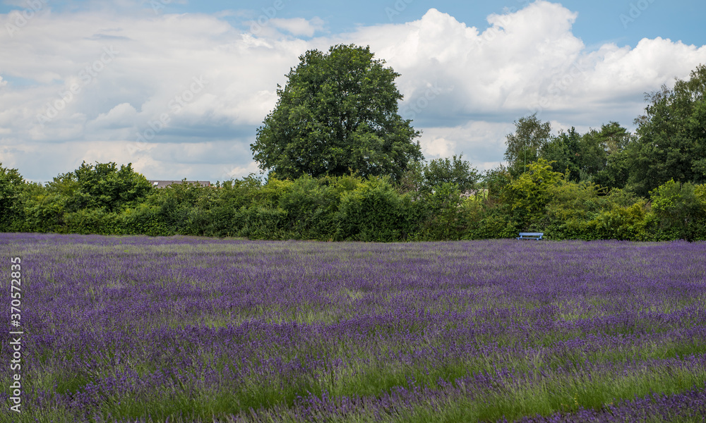 Fototapeta premium lavender field