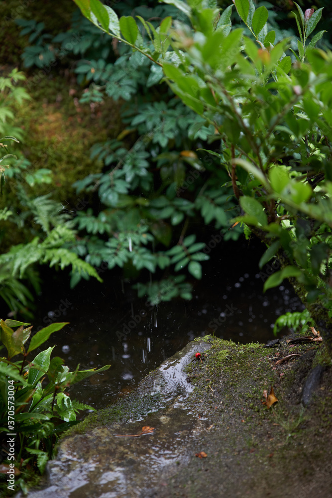 雨の日本庭園の草木
