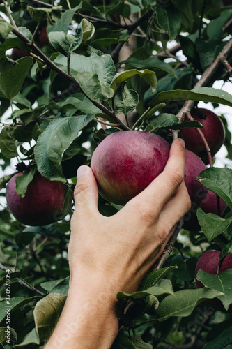 Hand picking a red apple in an apple orchard