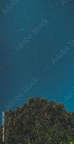 Night sky with stars and tree