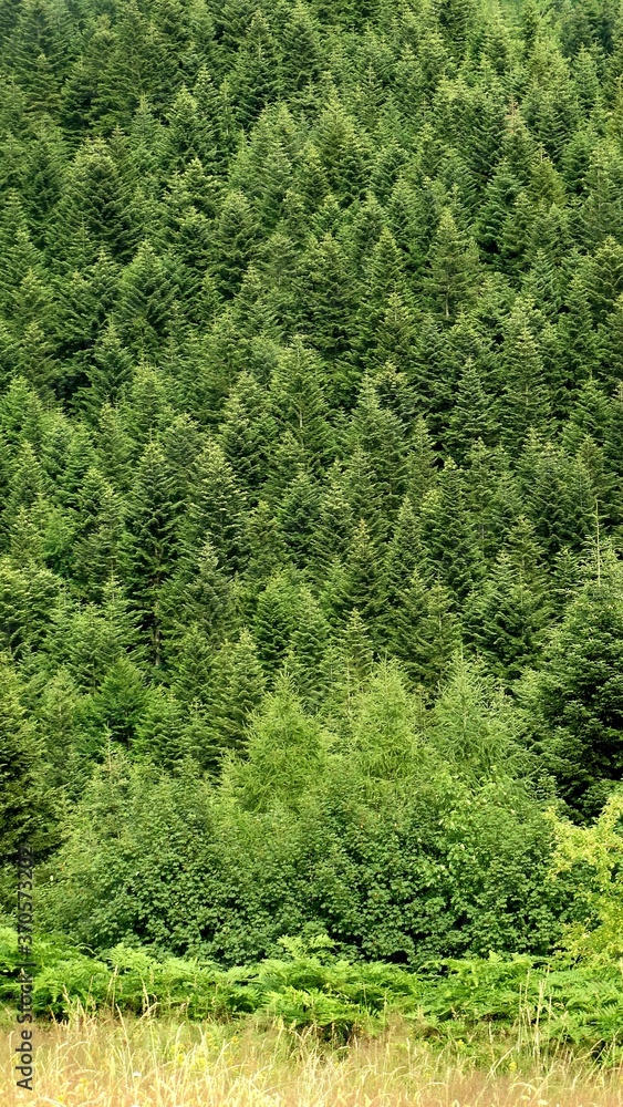 Green dense coniferous forest. 