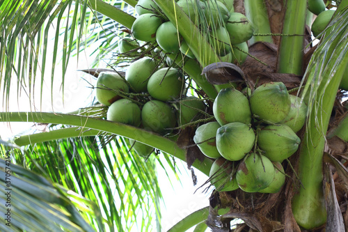 coconuts on the coconut tree. for background or can place text in the picture.